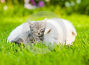 White Swiss Shepherd`s puppy hugging kitten on green grass