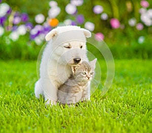 White Swiss Shepherd`s puppy hugging kitten on green grass