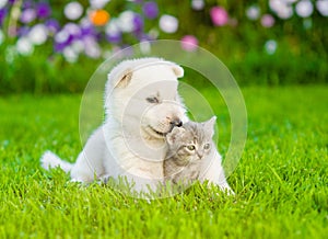 White Swiss Shepherd`s puppy hugging kitten on green grass photo