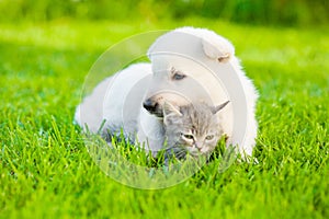 White Swiss Shepherd`s puppy hugging small kitten on green grass