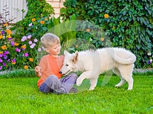 White Swiss Shepherd`s puppy and kid playing together on green g