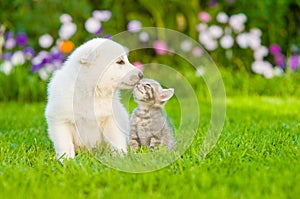 White Swiss Shepherd`s puppy kissing kitten on green grass