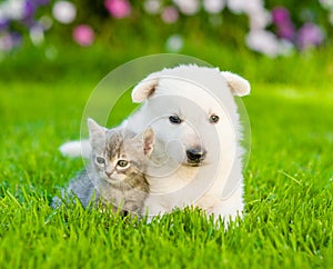 White Swiss Shepherd`s puppy and kitten lying together on green grass photo