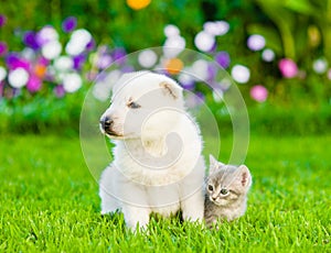 White Swiss Shepherd`s puppy and kitten sitting on green grass i