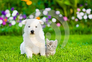 White Swiss Shepherd`s puppy and kitten sitting together on green grass photo