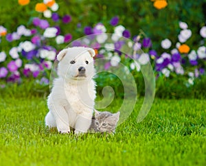 White Swiss Shepherd`s puppy and kitten sitting together on green grass