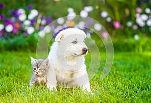 White Swiss Shepherd`s puppy and kitten sitting together on green grass