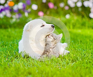 White Swiss Shepherd`s puppy lying with kitten on green grass