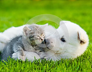 White Swiss Shepherd`s puppy playing with tiny kitten on green grass photo