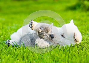 White Swiss Shepherd`s puppy playing with tiny kitten on green grass photo