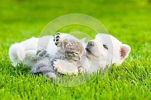 White Swiss Shepherd`s puppy playing with tiny kitten on green grass photo