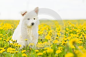 White Swiss Shepherd`s puppy sitting on dandelion field