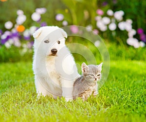 White Swiss Shepherd`s puppy sitting with tiny kitten on green grass