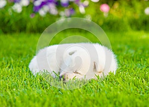 White Swiss Shepherd`s puppy sleep on green grass photo