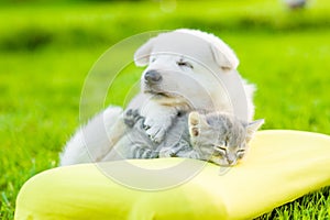 White Swiss Shepherd`s puppy sleeping with kitten on pillow photo