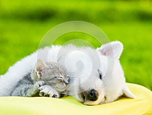 White Swiss Shepherd`s puppy and small kitten sleeping together