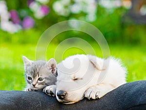 White Swiss Shepherd`s puppy and small kitten sleeping together