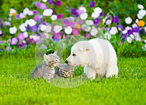 White Swiss Shepherd`s puppy sniffing kittens on green grass photo