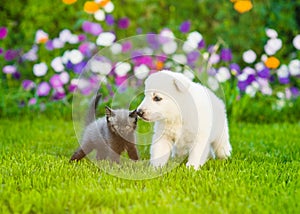 White Swiss Shepherd`s puppy sniffing tiny kitten on green grass