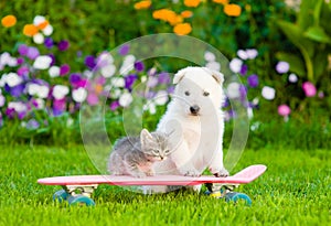 White Swiss Shepherd`s puppy and tabby kitten on skate photo