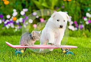 White Swiss Shepherd`s puppy and tabby kitten on skateboard photo