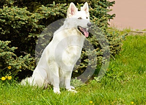 White Swiss Shepherd seats.