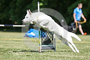 white Swiss shepherd sheepdog running dog agility course