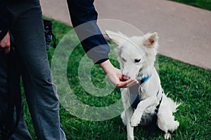 White Swiss Shepherd training by pet owner. Cute purebred dog