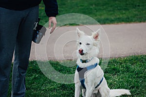 White Swiss Shepherd training by pet owner. Cute purebred dog