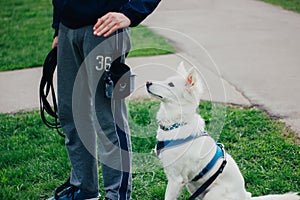 White Swiss Shepherd training by pet owner. Cute purebred dog