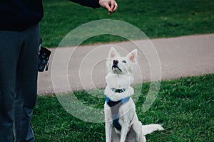 White Swiss Shepherd training by pet owner. Cute purebred dog