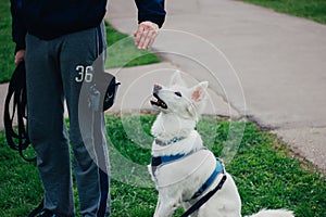 White Swiss Shepherd training by pet owner. Cute purebred dog