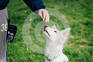 White Swiss Shepherd training by pet owner. Cute purebred dog