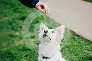 White Swiss Shepherd training by pet owner. Cute purebred dog