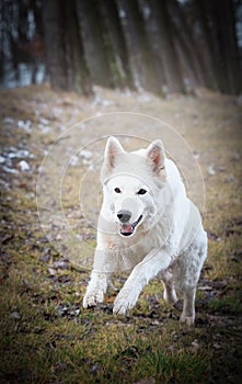 White Swiss Shepherds laying on walking