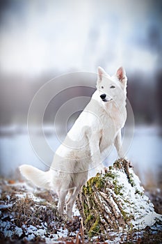 White Swiss Shepherds laying on walking