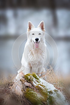 White Swiss Shepherds laying on walking