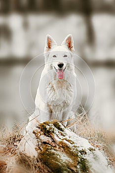 White Swiss Shepherds laying on walking