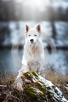 White Swiss Shepherds laying on walking