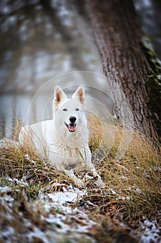 White Swiss Shepherds laying on walking