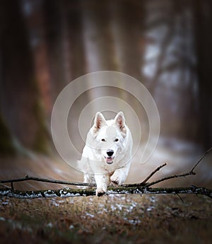 White Swiss Shepherds laying on walking