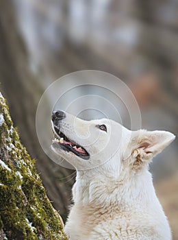 White Swiss Shepherds laying on walking