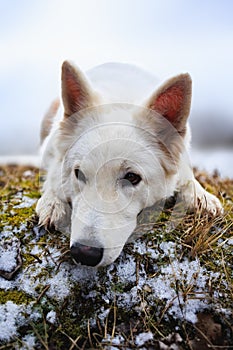 White Swiss Shepherds laying on walking