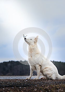 White Swiss Shepherds laying on walking