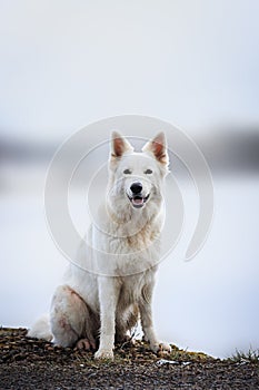 White Swiss Shepherds laying on walking