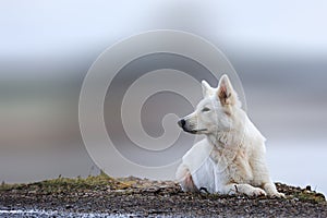 White Swiss Shepherds laying on walking