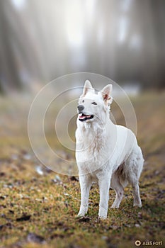 White Swiss Shepherds laying on walking