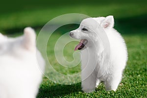 White Swiss Shepherds puppy