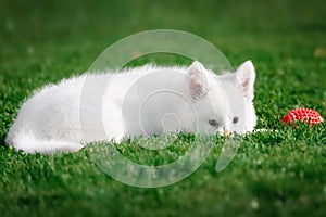 White Swiss Shepherds puppy