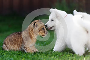 White Swiss Shepherds puppy and lion cub